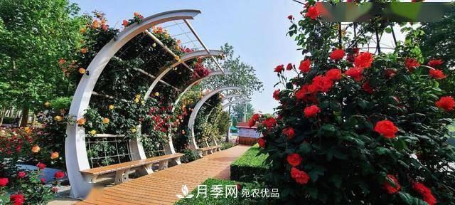 冉冉初夏，河北秦皇島十余處月季花海等你邂逅！(圖7)