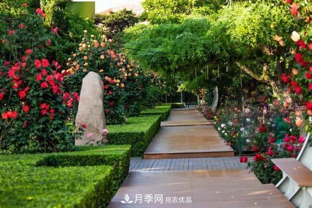 冉冉初夏，河北秦皇島十余處月季花海等你邂逅！(圖9)