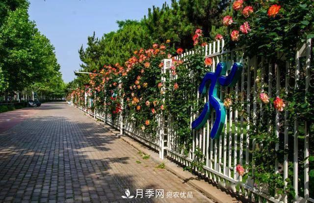 冉冉初夏，河北秦皇島十余處月季花海等你邂逅！(圖11)
