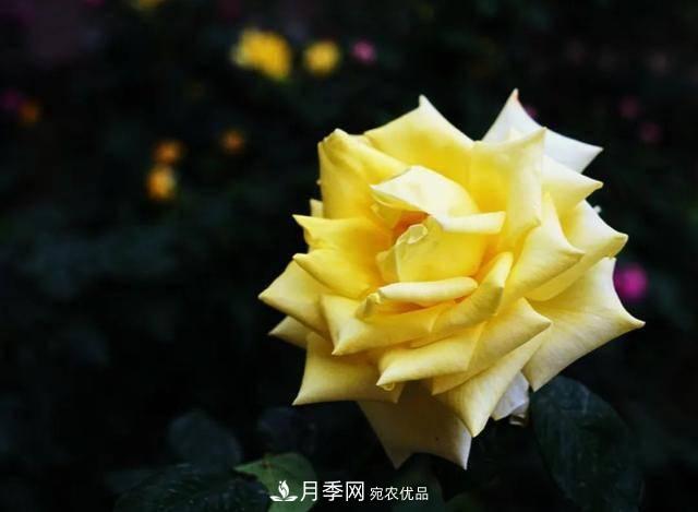 冉冉初夏，河北秦皇島十余處月季花海等你邂逅！(圖14)