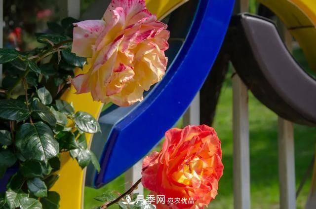冉冉初夏，河北秦皇島十余處月季花海等你邂逅！(圖13)
