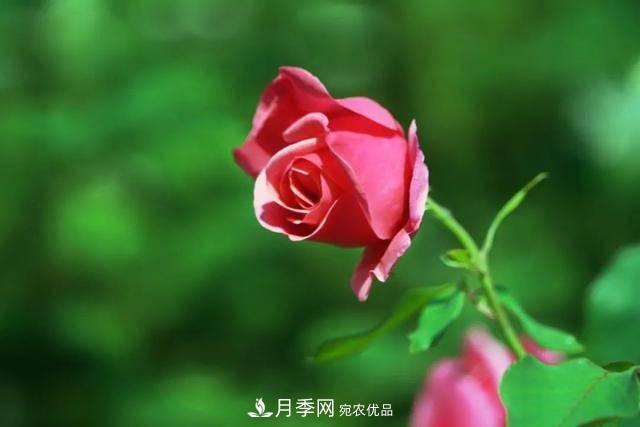 冉冉初夏，河北秦皇島十余處月季花海等你邂逅！(圖15)