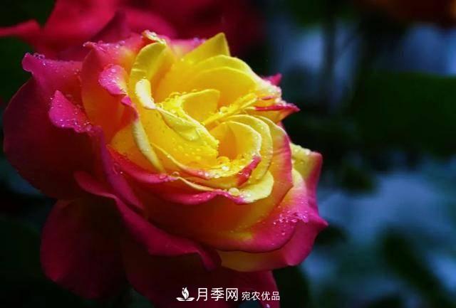 冉冉初夏，河北秦皇島十余處月季花海等你邂逅！(圖16)