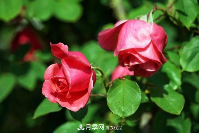 冉冉初夏，河北秦皇島十余處月季花海等你邂逅！(圖17)