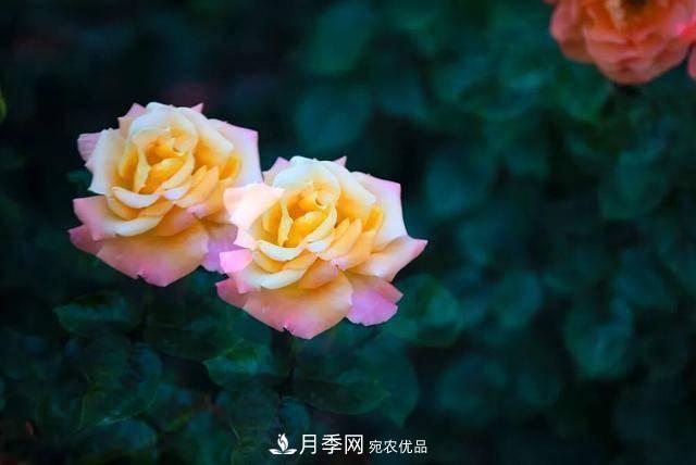 冉冉初夏，河北秦皇島十余處月季花海等你邂逅！(圖18)