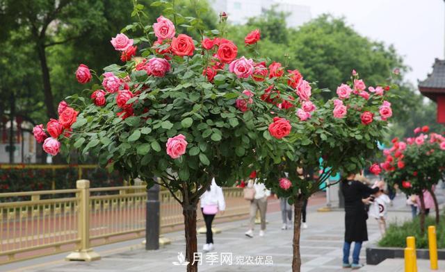 怎么養(yǎng)護(hù)好月季樹？做好這幾點，開花朵朵不倒伏(圖1)