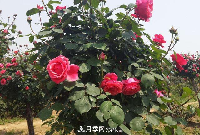 怎么養(yǎng)護(hù)好月季樹？做好這幾點，開花朵朵不倒伏(圖2)