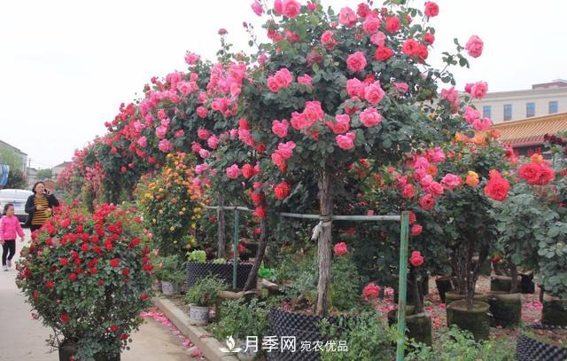 怎么養(yǎng)護(hù)好月季樹？做好這幾點，開花朵朵不倒伏(圖3)