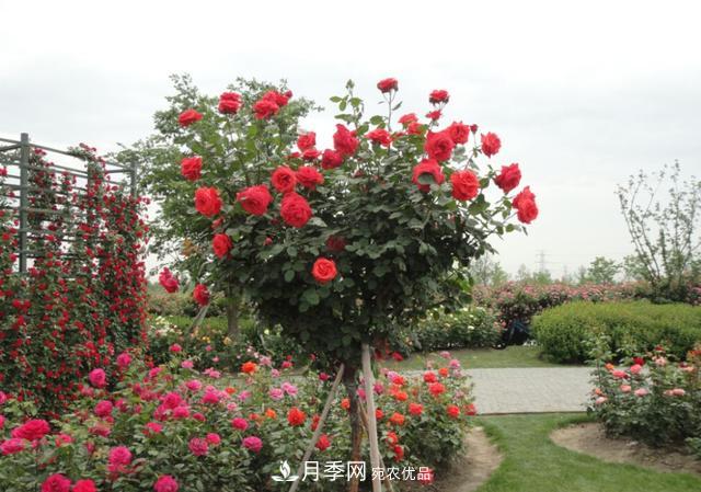 怎么養(yǎng)護(hù)好月季樹？做好這幾點，開花朵朵不倒伏(圖4)