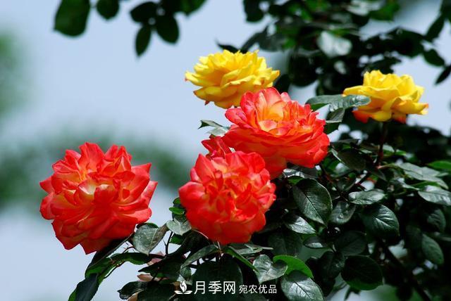 月季全年12個(gè)月的養(yǎng)護(hù)指南，月季花會(huì)開得又大又多！(圖1)