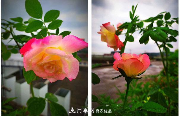 炎熱的7月，月季花夏天能暴曬嗎(圖1)