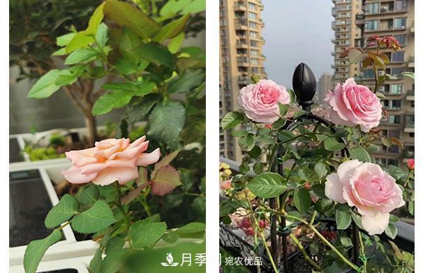 炎熱的7月，月季花夏天能暴曬嗎(圖2)