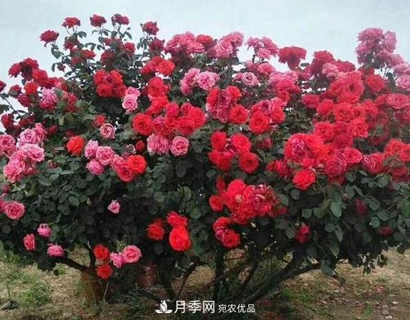 月季樹怎么長成的？這個快速成型技巧，不學虧大了(圖3)