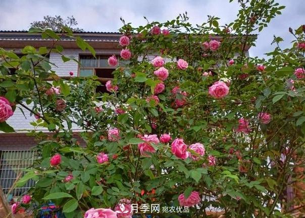 月季樹怎么長成的？這個快速成型技巧，不學虧大了(圖4)