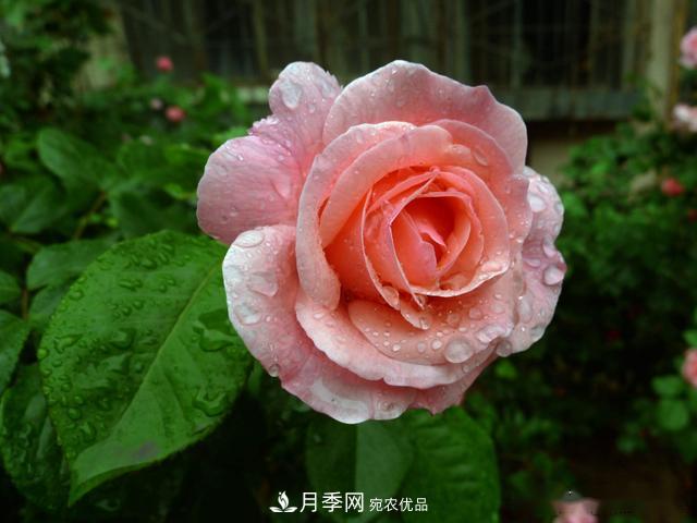3招怎么判斷月季是否肥害了？月季少傷害！(圖1)