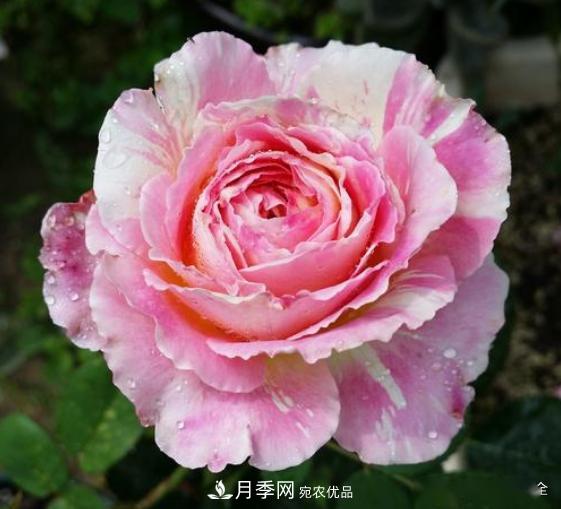 3招怎么判斷月季是否肥害了？月季少傷害！(圖4)