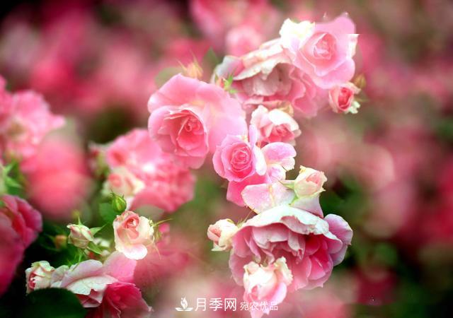 3招怎么判斷月季是否肥害了？月季少傷害！(圖3)