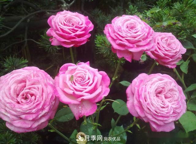 3招怎么判斷月季是否肥害了？月季少傷害！(圖2)