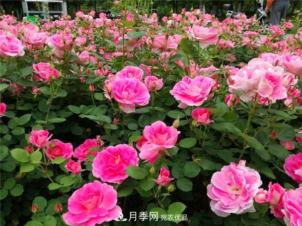豐花月季常用品種？城市綠化適合用多花月季(圖3)