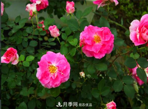 豐花月季常用品種？城市綠化適合用多花月季(圖2)