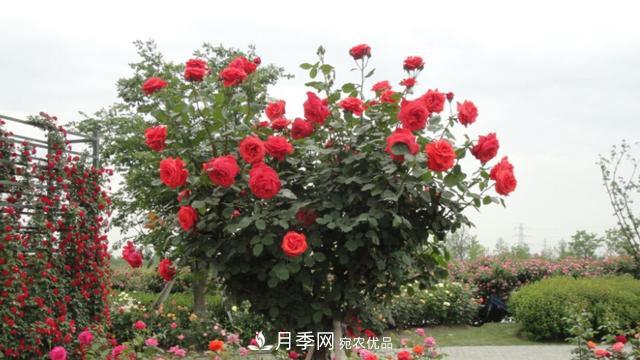 樹(shù)型月季好養(yǎng)嗎？比普通月季花強(qiáng)在哪里？適合家里養(yǎng)嗎(圖1)