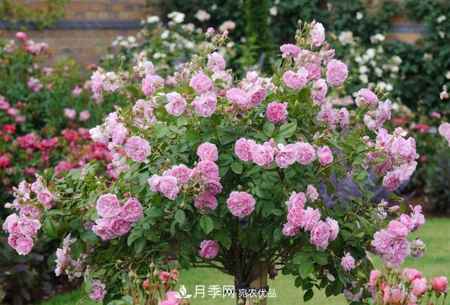 樹(shù)型月季好養(yǎng)嗎？比普通月季花強(qiáng)在哪里？適合家里養(yǎng)嗎(圖2)