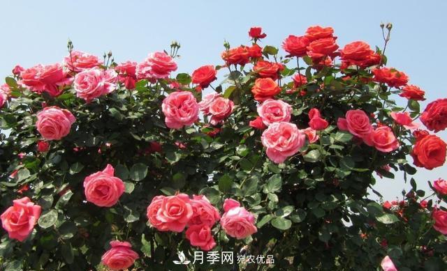 樹(shù)型月季好養(yǎng)嗎？比普通月季花強(qiáng)在哪里？適合家里養(yǎng)嗎(圖3)
