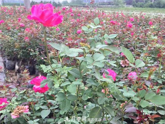 福建福州適合種植月季嗎？(圖4)