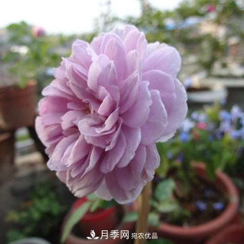 兩廣福建應(yīng)該種什么月季品種？(圖2)