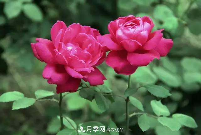 夏季月季休眠了？不要怕，這三步來叫醒它！(圖2)