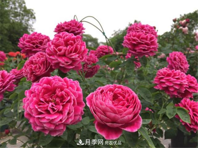 夏季月季休眠了？不要怕，這三步來叫醒它！(圖1)
