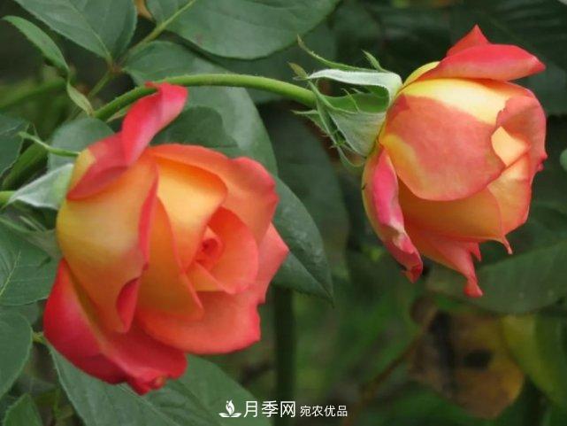 夏季月季休眠了？不要怕，這三步來叫醒它！(圖3)