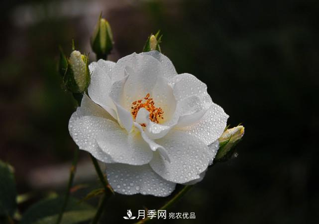 夏天月季不開花，這個小訣竅讓你年年花朵爆滿盆！(圖1)