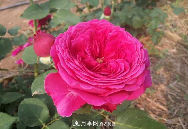 夏天月季不開花，這個小訣竅讓你年年花朵爆滿盆！(圖2)