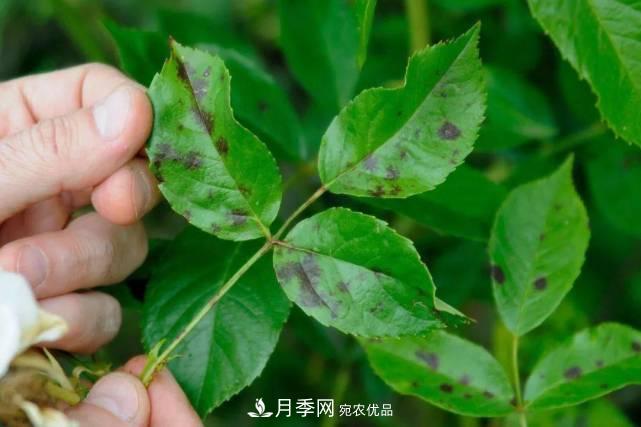 夏季月季常害這種病，梅雨季節(jié)尤其要注意！(圖1)