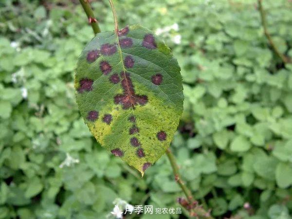 夏季月季常害這種病，梅雨季節(jié)尤其要注意！(圖2)