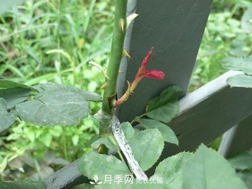 想要多色月季花？一個方法滿足你(圖1)