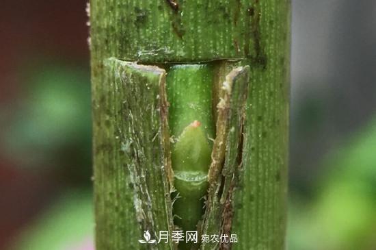 想要多色月季花？一個方法滿足你(圖3)