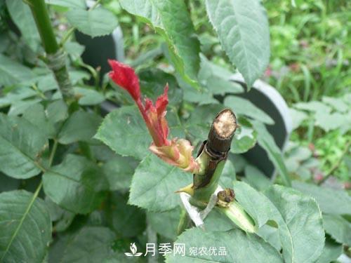 想要多色月季花？一個方法滿足你(圖2)