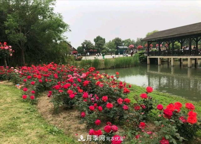 中國三大月季名園，愛月季的你一定要去的三大月季園！(圖3)