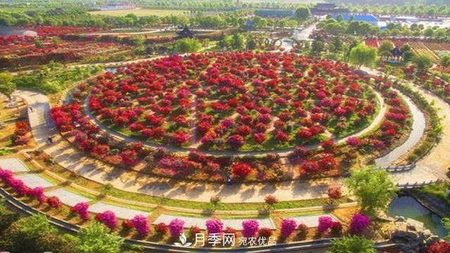 中國十大月季園盤點！賞月季不能錯過(圖2)