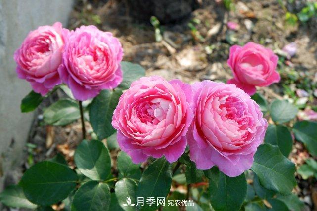 夏季盆栽月季養(yǎng)護(hù)要點(diǎn)都在這里了！(圖1)
