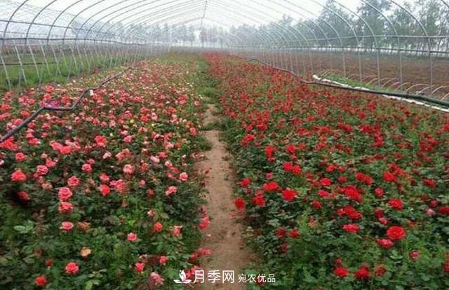 花木人，你所不知道的月季小苗價(jià)格(圖2)