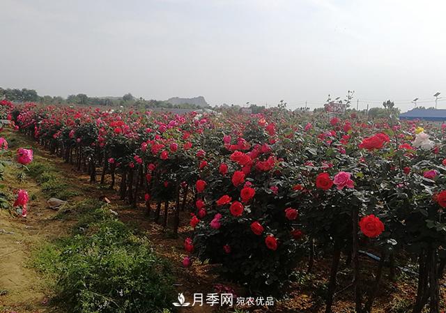 樹狀月季***新批發(fā)價(jià)格！風(fēng)靡高端月季市場(chǎng)的月季樹好在呢？(圖3)