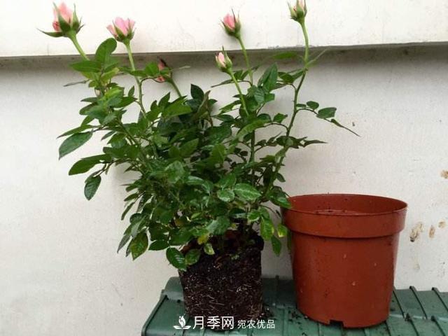 夏季月季悶根要換盆？注意這幾點能少走彎路(圖2)