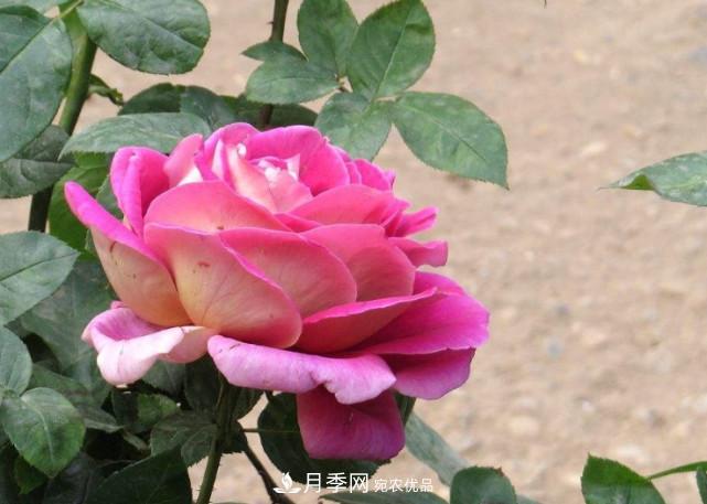 夏季月季悶根要換盆？注意這幾點能少走彎路(圖1)