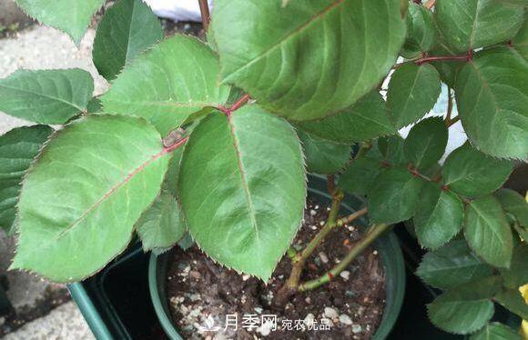 夏季月季悶根要換盆？注意這幾點能少走彎路(圖3)