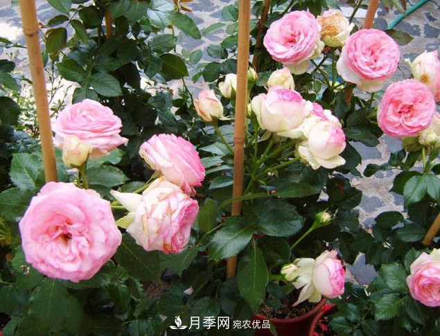 想要月季在秋季爆盆？夏季的這件事要提前準(zhǔn)備(圖1)