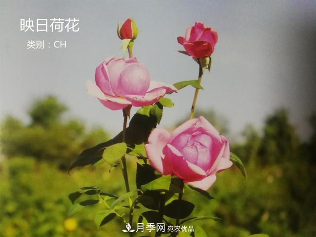 月季花有兩萬多個品種，它的類別原來是這樣劃分的(圖2)