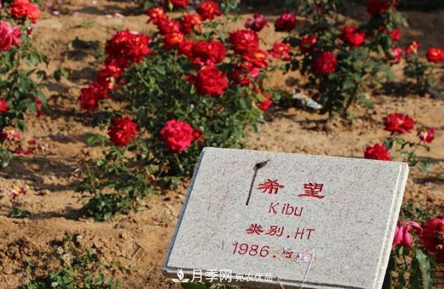 月季花有兩萬多個品種，它的類別原來是這樣劃分的(圖3)